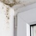 Tips on preventing condensation and black mould from spreading in your home shared by experts