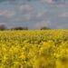 Vets in warning over ‘toxic’ rapeseed plants which can cause skin burns in dogs