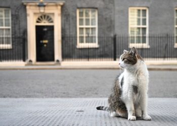 Who does Larry the Downing Street cat belong to?