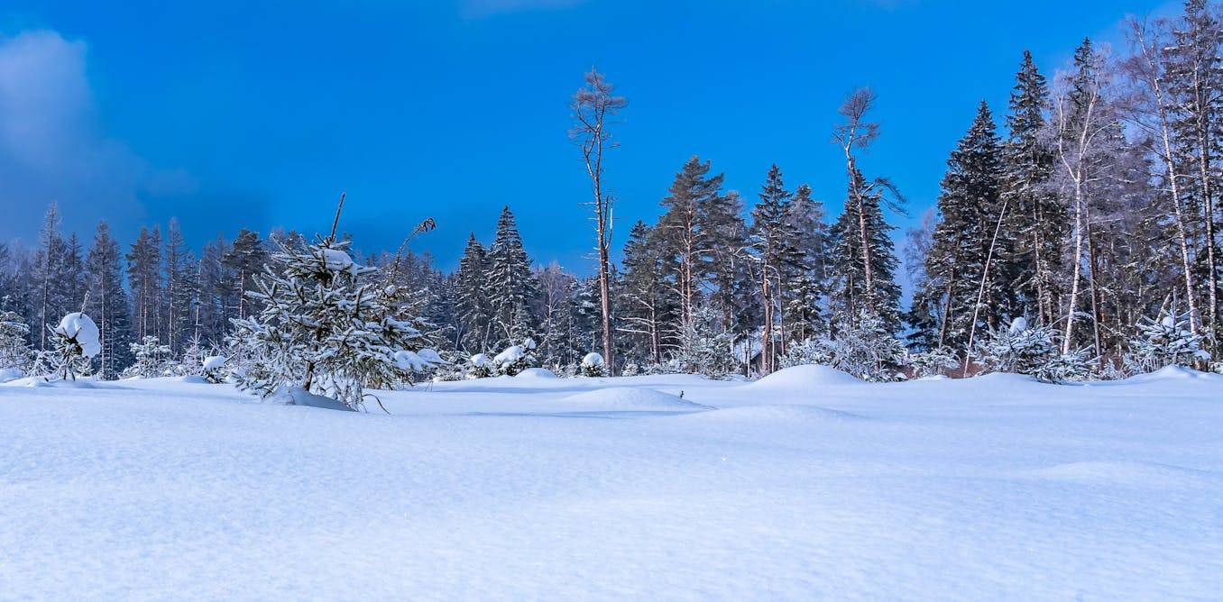 In the Arctic, planting more trees actually makes the world warmer