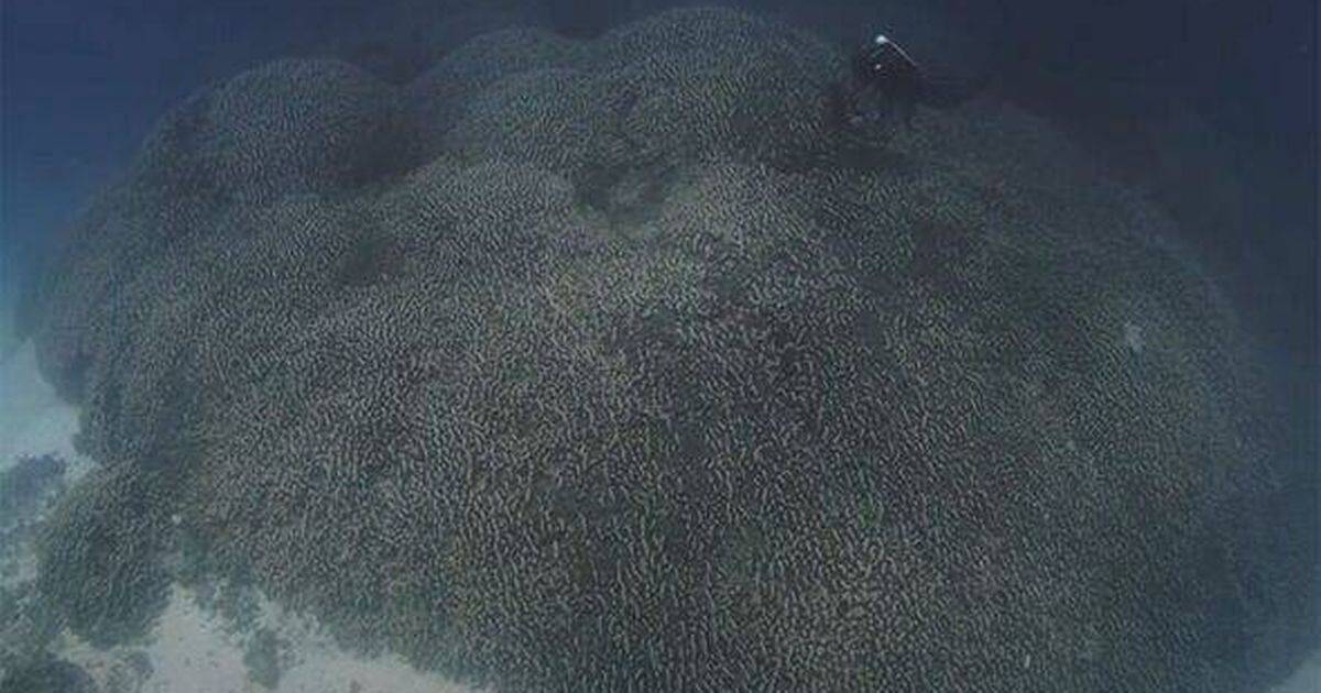 Giant 300-year-old creature 110ft wide found in ocean and is ‘visible from space’