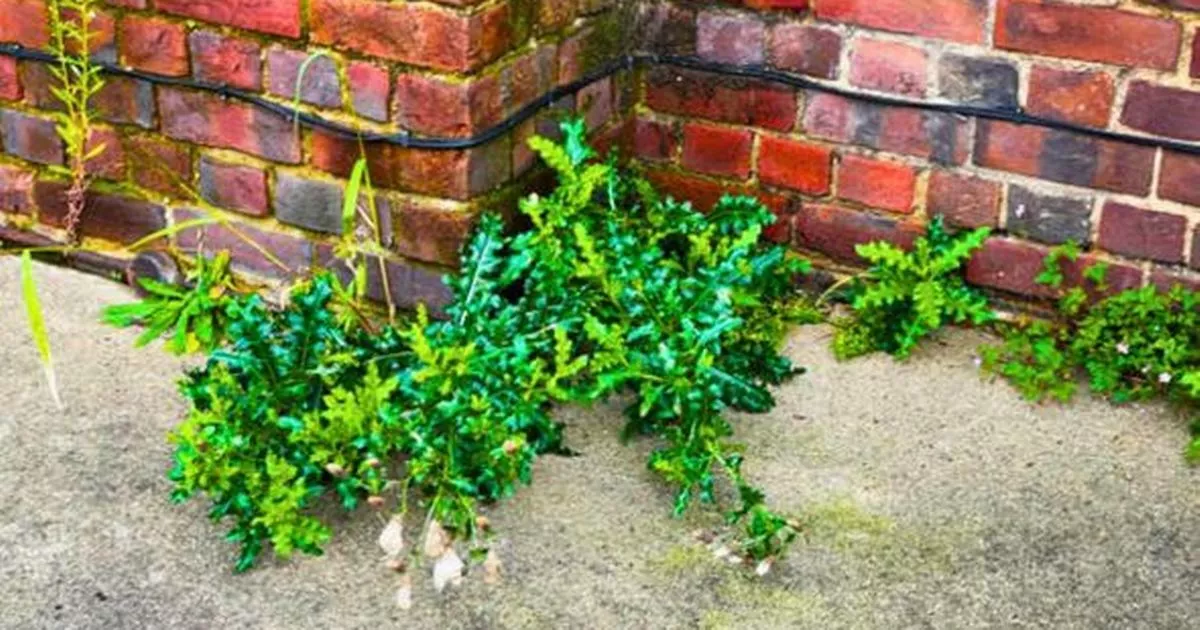Rid patio of weeds on first day of spring using three item formula from kitchen cupboard