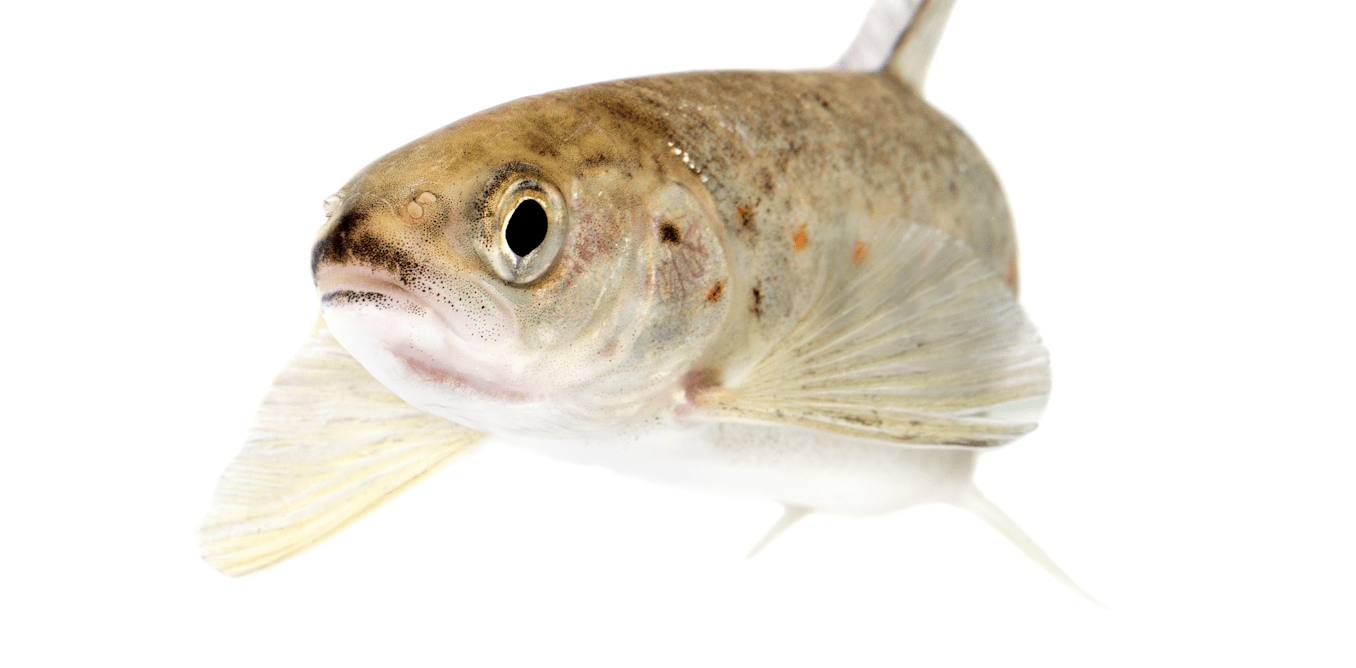 Drug pollution in water is making salmon take more risks – new research