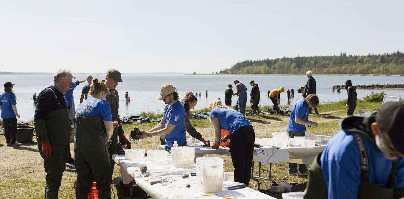 How Denmark’s oysters are transforming foodies into citizen scientists