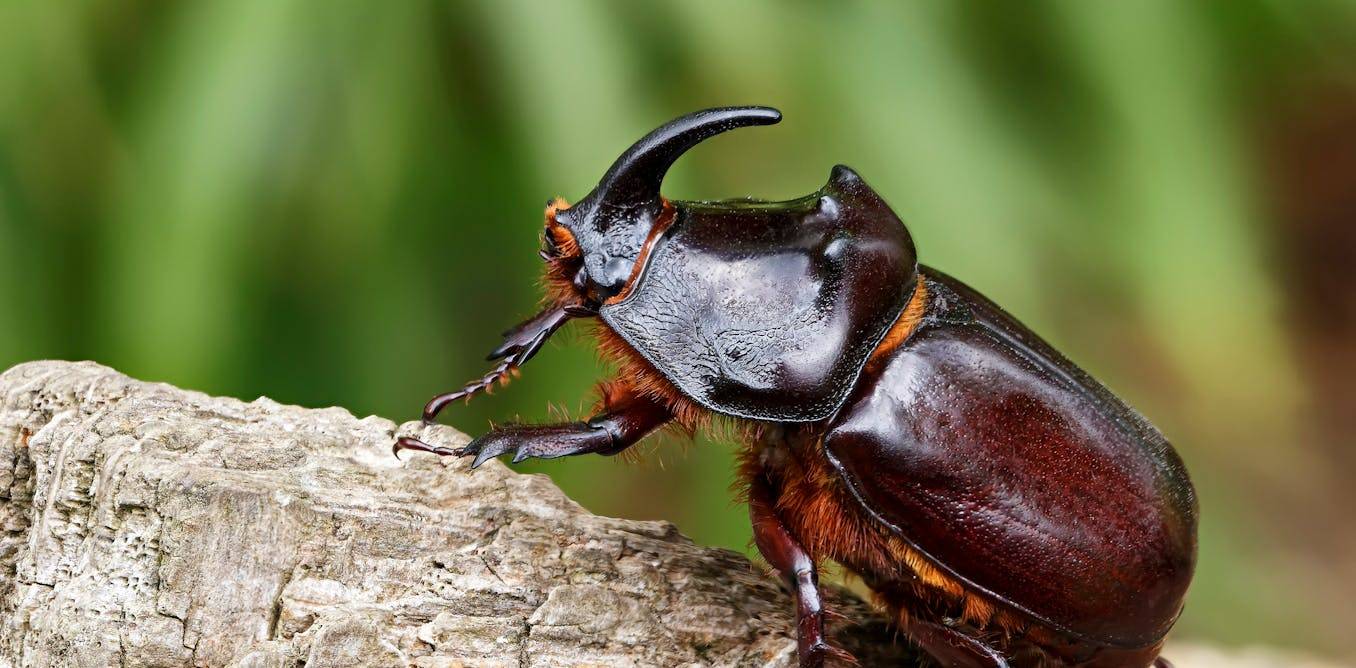 Insect trafficking poses a risk to wildlife and human health