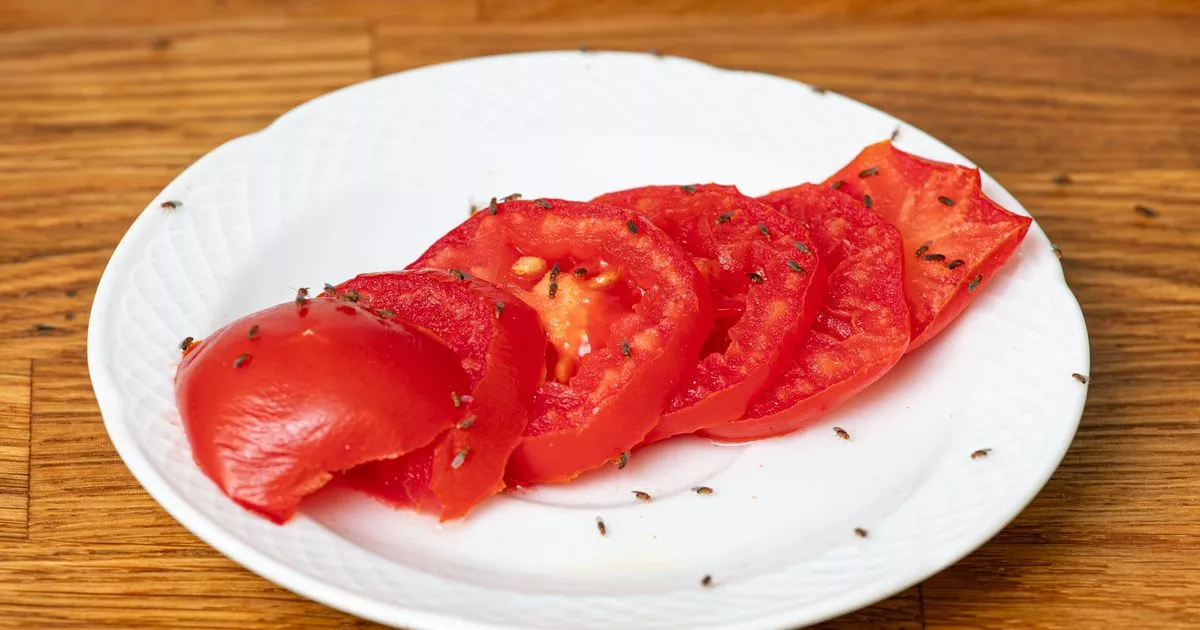 Place two ingredients on windowsill to banish fruit flies from home fast