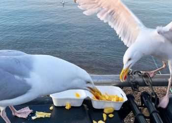 Seagull summit goes ahead days after SNP minister was forced to quit in row over feathered menaces