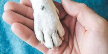 Vet urges dog owners not to forget crucial step after walks