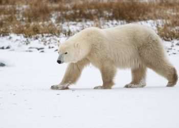 Polar bears are adapting to climate change at a genetic level – and it could help them avoid extinction