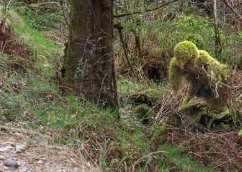 The creepy ‘Moss Monster’ scaring people in massive Welsh forest