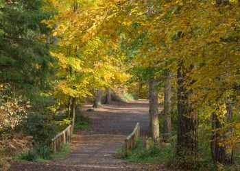 How to listen to a forest