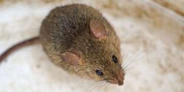 Stop mice from entering your home in January using three flowers