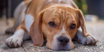 Subtle signs your beloved pet dog is in pain that can be ‘easy to miss’