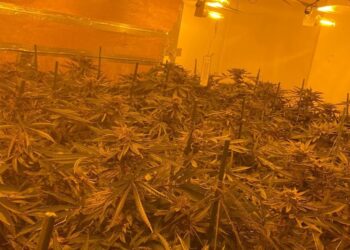Man arrested as huge cannabis factory with over 240 plants found in Cathays