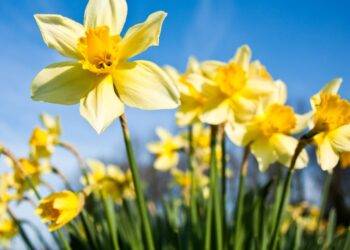 Spring equinox explained as Scots say goodbye to the cold winter months