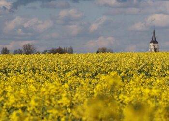 Vets in warning over ‘toxic’ rapeseed plants which can cause skin burns in dogs