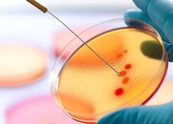 Typhoid could be latest medical risk to UK as strains build tolerance to antibiotics