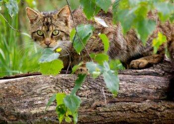 Wildcats lived alongside domestic cats for 2,000 years but only started interbreeding 60 years ago – new study