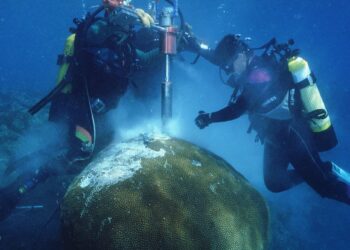 A 600-year-old coral shows us how the Pacific Ocean has changed since 1370