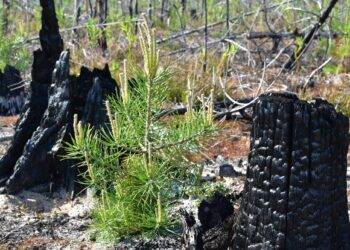 Forests destroyed by wildfires emit carbon long after the flames die – new study