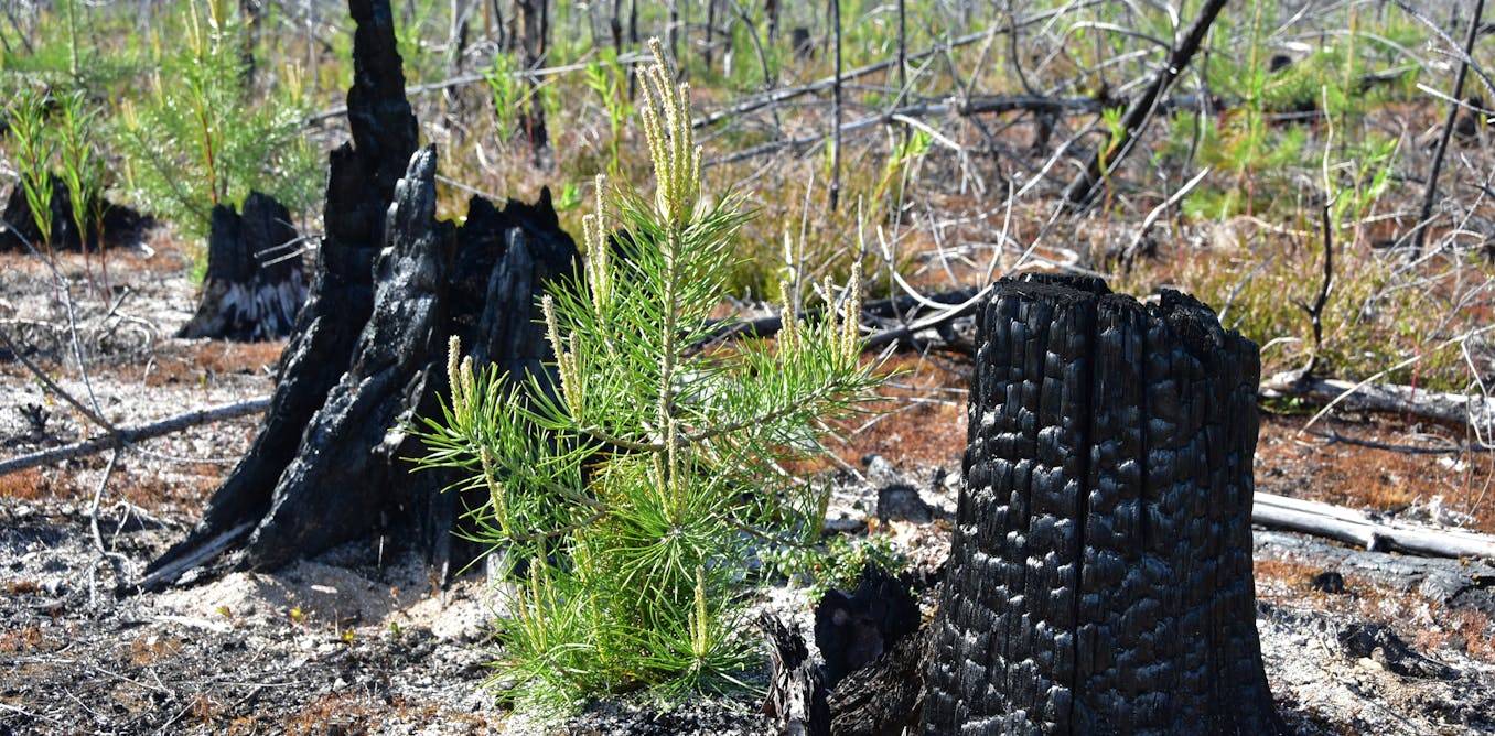 Forests destroyed by wildfires emit carbon long after the flames die – new study