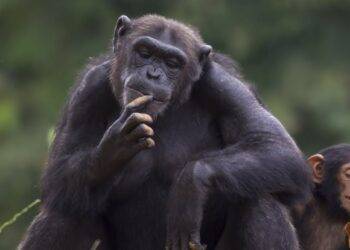 What the unique shape of the human heart tells us about our evolution