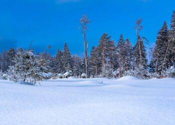 In the Arctic, planting more trees actually makes the world warmer