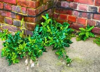 Rid patio of weeds on first day of spring using three item formula from kitchen cupboard