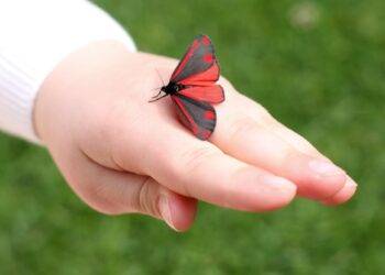 Here’s how to create a more nature-literate society