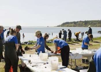 How Denmark’s oysters are transforming foodies into citizen scientists