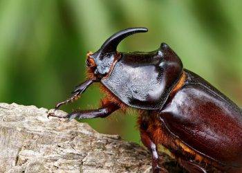 Insect trafficking poses a risk to wildlife and human health