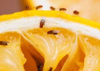 How to get rid of fruit flies at home this summer, according to an expert