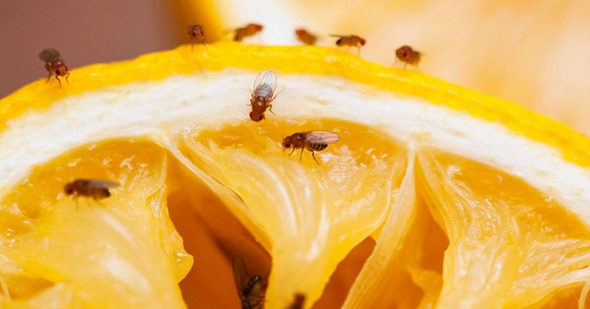 How to get rid of fruit flies at home this summer, according to an expert