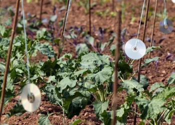 Gardeners urged to hang old and unwanted CD’s in the garden in July
