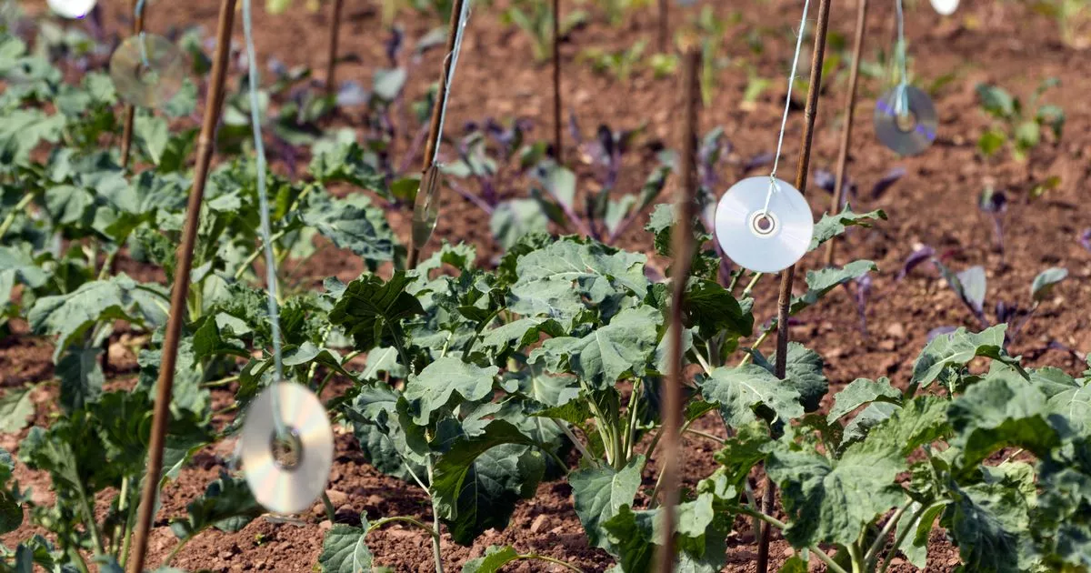 Gardeners urged to hang old and unwanted CD’s in the garden in July