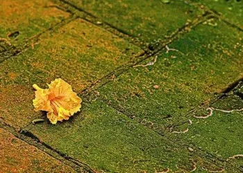 Patios will be moss-free and clean if you use this 1 kitchen item