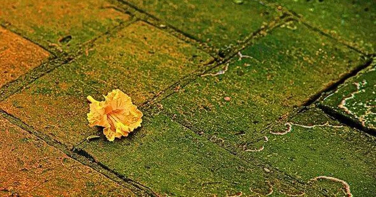 Patios will be moss-free and clean if you use this 1 kitchen item