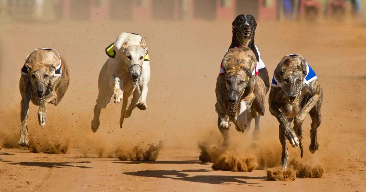 Greyhound racing set for total ban in Scotland after ministers back MSP’s bill