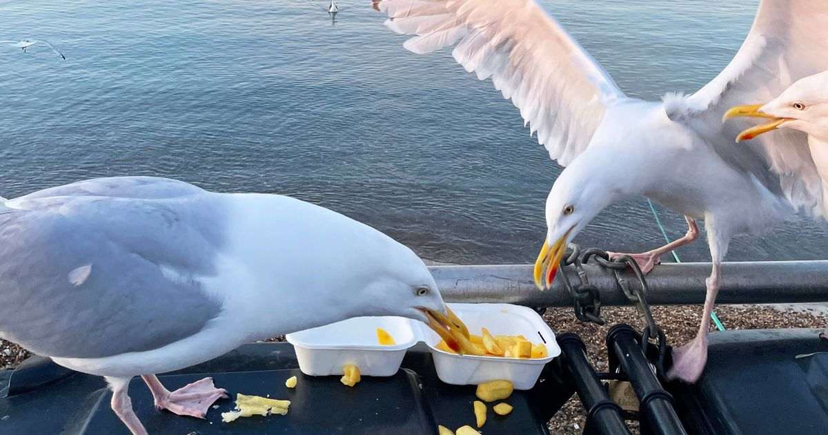Seagull summit goes ahead days after SNP minister was forced to quit in row over feathered menaces