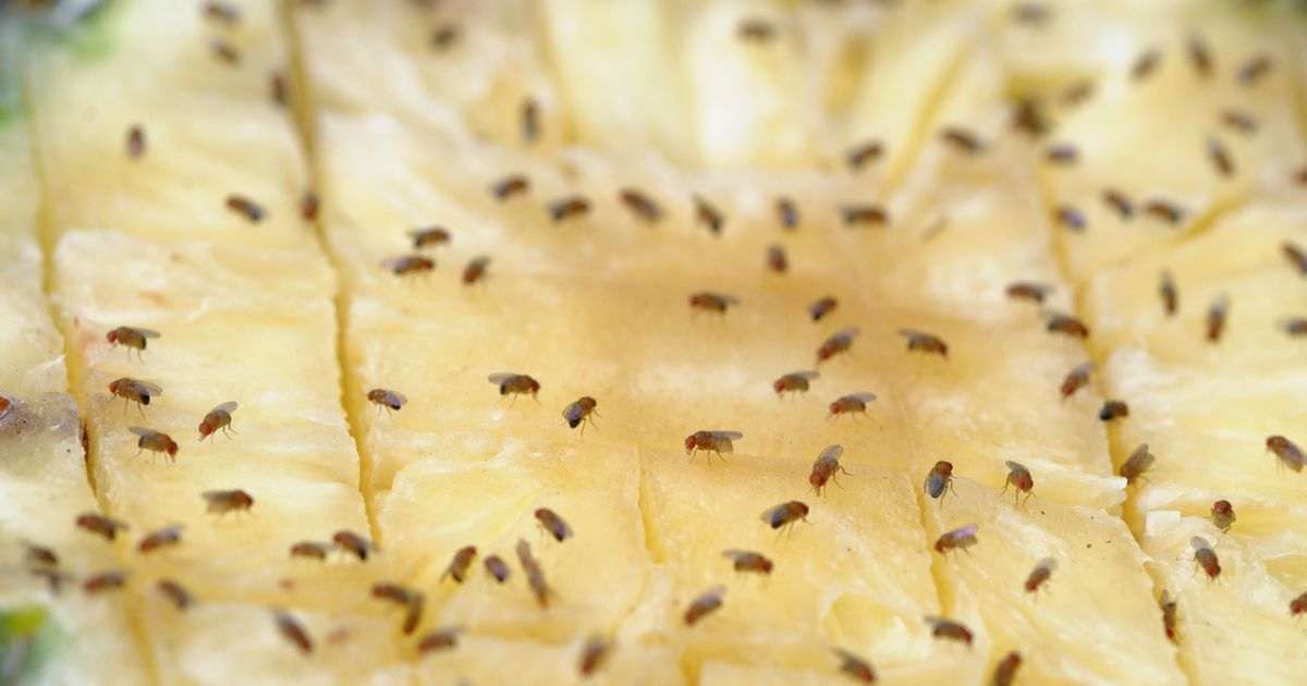 Why we are seeing so many fruit flies and how to get rid of them