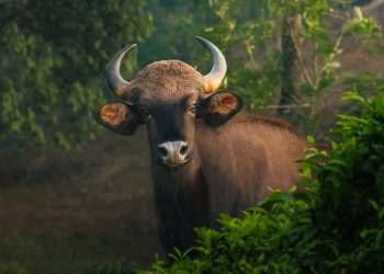 how conservationists use freezers to ‘biobank’ wildlife