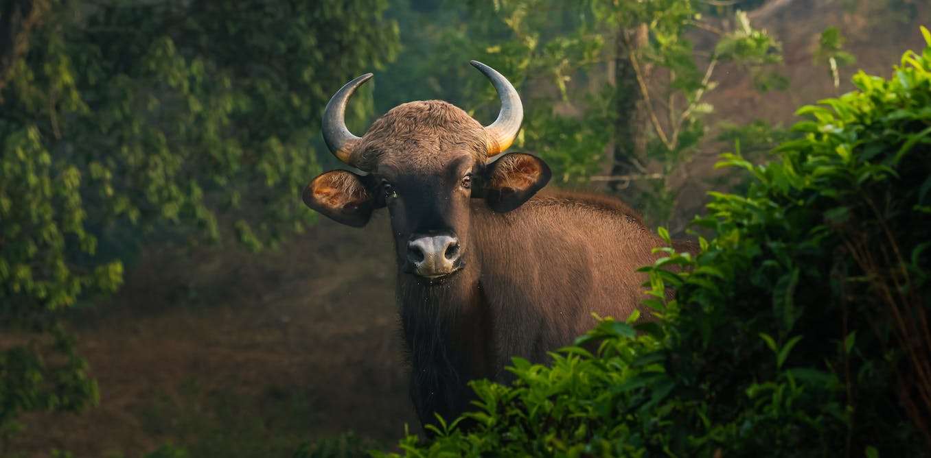 how conservationists use freezers to ‘biobank’ wildlife