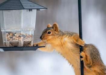 Deter squirrels from stealing your bird feed this autumn with one common kitchen ingredient