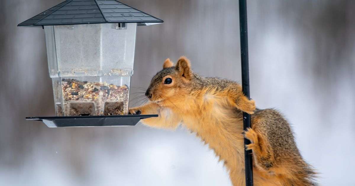 Deter squirrels from stealing your bird feed this autumn with one common kitchen ingredient