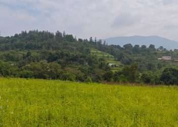 How land restoration could address malnutrition among India’s Indigenous families