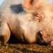 Pig’s liver transplanted to human in world first as medics declare ‘new era has started’