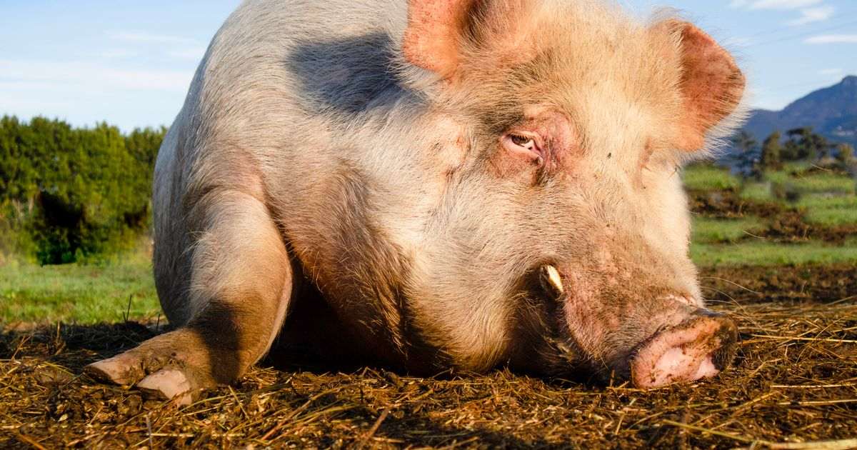 Pig’s liver transplanted to human in world first as medics declare ‘new era has started’