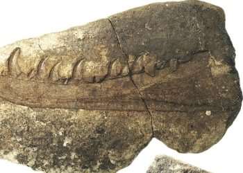 The new species of flesh-eating dinosaur that once roamed south Wales: an imaging technology revolution