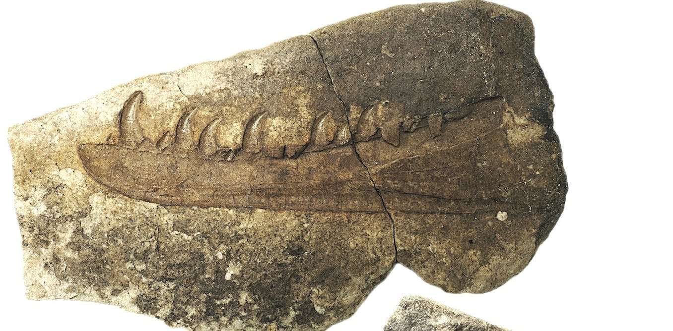 The new species of flesh-eating dinosaur that once roamed south Wales: an imaging technology revolution