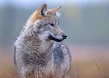 Wolves have returned to Denmark, and not everyone is happy about it